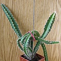 Нажмите на изображение для увеличения.

Название:	Hylocereus_undatus_512x512.jpg
Просмотров:	161
Размер:	212.7 Кб
ID:	327592