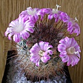 Нажмите на изображение для увеличения.

Название:	KrainzialongifloraNM20945512x512.jpg
Просмотров:	185
Размер:	219.1 Кб
ID:	327602