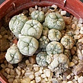 Нажмите на изображение для увеличения.

Название:	Lophophora_caespitosa_512x512.jpg
Просмотров:	177
Размер:	264.8 Кб
ID:	327628