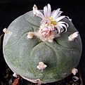 Нажмите на изображение для увеличения.

Название:	Lophophora_diffusa_2512x512.jpg
Просмотров:	170
Размер:	171.3 Кб
ID:	327629