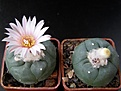 Нажмите на изображение для увеличения.

Название:	Lophophora_diffusa_koehresii_6512x384.jpg
Просмотров:	175
Размер:	123.3 Кб
ID:	327631