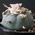 Нажмите на изображение для увеличения.

Название:	Lophophora_texensis_9512x512.jpg
Просмотров:	191
Размер:	194.5 Кб
ID:	327634