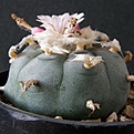 Нажмите на изображение для увеличения.

Название:	Lophophora_texensis_9512x512.jpg
Просмотров:	177
Размер:	194.5 Кб
ID:	327634