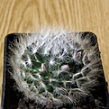 Нажмите на изображение для увеличения.

Название:	Mammillaria_aureilanata_1512x512.jpg
Просмотров:	170
Размер:	221.5 Кб
ID:	327636