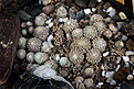 Нажмите на изображение для увеличения.

Название:	Copiapoa_lauiiRUS223.jpg
Просмотров:	148
Размер:	188.4 Кб
ID:	327656