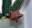Нажмите на изображение для увеличения.

Название:	Tavaresia grandiflora_Bud_12.10.121.jpg
Просмотров:	301
Размер:	88.8 Кб
ID:	327678