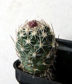 Нажмите на изображение для увеличения.

Название:	Sclerocactus mesae-verdae SB1010.JPG
Просмотров:	409
Размер:	205.8 Кб
ID:	327867