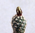 Нажмите на изображение для увеличения.

Название:	Sclerocactusm esae-verdae SB1010_21months_17.9.12.jpg
Просмотров:	394
Размер:	102.7 Кб
ID:	327868
