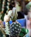 Нажмите на изображение для увеличения.

Название:	Sclerocactus mesae-verdae SB1010_21months_bud_9.12_1.jpg
Просмотров:	432
Размер:	97.7 Кб
ID:	327869