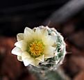 Нажмите на изображение для увеличения.

Название:	Sclerocactus mesae-verdae SB1010_21months_Fl_9.12_4.jpg
Просмотров:	377
Размер:	92.7 Кб
ID:	327870