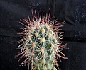 Нажмите на изображение для увеличения.

Название:	Sclerocactus polyancistrus_8.12.JPG
Просмотров:	375
Размер:	128.4 Кб
ID:	327876