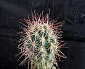 Нажмите на изображение для увеличения.

Название:	Sclerocactus polyancistrus_8.12.JPG
Просмотров:	329
Размер:	128.4 Кб
ID:	327876