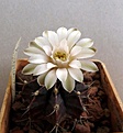 Нажмите на изображение для увеличения.

Название:	Gymnocalycium friedrichii Violchoc_9y_fl_9.12.JPG
Просмотров:	564
Размер:	96.4 Кб
ID:	327928