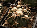 Нажмите на изображение для увеличения.

Название:	Homalocephala texensis.jpg
Просмотров:	167
Размер:	45.4 Кб
ID:	327946