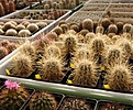 Нажмите на изображение для увеличения.

Название:	Sclerocactus polyancistrus.jpg
Просмотров:	148
Размер:	94.5 Кб
ID:	327947