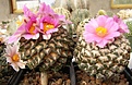 Нажмите на изображение для увеличения.

Название:	Ariocarpus kotschoubeyanus4.jpg
Просмотров:	167
Размер:	68.1 Кб
ID:	327952