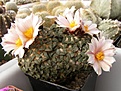 Нажмите на изображение для увеличения.

Название:	Ariocarpus kotschoubeyanus.jpg
Просмотров:	161
Размер:	73.5 Кб
ID:	327953