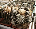Нажмите на изображение для увеличения.

Название:	Discocactus woutersianus.jpg
Просмотров:	157
Размер:	76.4 Кб
ID:	327960