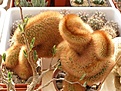 Нажмите на изображение для увеличения.

Название:	Haageocereus versicolor f cristata.jpg
Просмотров:	158
Размер:	46.0 Кб
ID:	327961