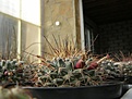 Нажмите на изображение для увеличения.

Название:	Mammillaria melanocentra.jpg
Просмотров:	162
Размер:	69.9 Кб
ID:	327963