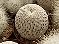 Нажмите на изображение для увеличения.

Название:	Mammillaria pectinifera.jpg
Просмотров:	156
Размер:	110.7 Кб
ID:	327964