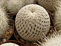 Нажмите на изображение для увеличения.

Название:	Mammillaria pectinifera.jpg
Просмотров:	136
Размер:	110.7 Кб
ID:	327964