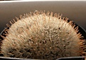 Нажмите на изображение для увеличения.

Название:	Mammillaria pennispinosa.jpg
Просмотров:	165
Размер:	128.3 Кб
ID:	327965
