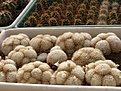 Нажмите на изображение для увеличения.

Название:	Mammillaria plumosa.jpg
Просмотров:	163
Размер:	103.7 Кб
ID:	327966