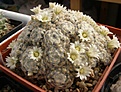 Нажмите на изображение для увеличения.

Название:	Mammillaria schiedeana plumosa.jpg
Просмотров:	161
Размер:	99.7 Кб
ID:	327967