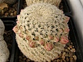 Нажмите на изображение для увеличения.

Название:	Mammillaria solisioides.jpg
Просмотров:	151
Размер:	98.3 Кб
ID:	327968