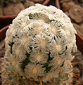 Нажмите на изображение для увеличения.

Название:	Mammillaria theresae.jpg
Просмотров:	162
Размер:	96.0 Кб
ID:	327969