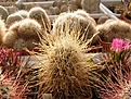 Нажмите на изображение для увеличения.

Название:	Sclerocactus polyancistrus.jpg
Просмотров:	163
Размер:	59.0 Кб
ID:	327973