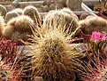 Нажмите на изображение для увеличения.

Название:	Sclerocactus polyancistrus.jpg
Просмотров:	127
Размер:	59.0 Кб
ID:	327973