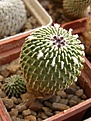 Нажмите на изображение для увеличения.

Название:	Turbinicarpus.jpg
Просмотров:	162
Размер:	70.0 Кб
ID:	327974