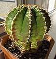Нажмите на изображение для увеличения.

Название:	Gymnocalycium_anisitsii.jpg
Просмотров:	233
Размер:	77.4 Кб
ID:	327990