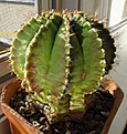 Нажмите на изображение для увеличения.

Название:	Gymnocalycium_anisitsii.jpg
Просмотров:	208
Размер:	77.4 Кб
ID:	327990