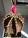 Нажмите на изображение для увеличения.

Название:	Gymnocalycium_anisitsii1.jpg
Просмотров:	239
Размер:	95.5 Кб
ID:	327991