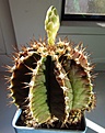 Нажмите на изображение для увеличения.

Название:	Gymnocalycium_anisitsii2.jpg
Просмотров:	226
Размер:	79.8 Кб
ID:	327992
