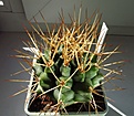 Нажмите на изображение для увеличения.

Название:	Gymnocalycium_pungens.jpg
Просмотров:	186
Размер:	87.6 Кб
ID:	327993