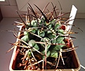 Нажмите на изображение для увеличения.

Название:	Gymnocalycium_delaetii.jpg
Просмотров:	241
Размер:	90.7 Кб
ID:	327994