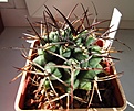 Нажмите на изображение для увеличения.

Название:	Gymnocalycium_delaetii.jpg
Просмотров:	215
Размер:	90.7 Кб
ID:	327994