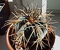 Нажмите на изображение для увеличения.

Название:	Gymnocalycium_spegazzinii_v_horizonthalonium.jpg
Просмотров:	209
Размер:	96.0 Кб
ID:	327995
