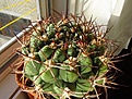 Нажмите на изображение для увеличения.

Название:	Gymnocalycium_zegarrae.jpg
Просмотров:	212
Размер:	122.2 Кб
ID:	327996