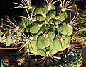 Нажмите на изображение для увеличения.

Название:	Gymnocalycium_saglionis.jpg
Просмотров:	201
Размер:	116.3 Кб
ID:	327997