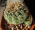 Нажмите на изображение для увеличения.

Название:	Gymnocalycium_andreae.jpg
Просмотров:	194
Размер:	116.5 Кб
ID:	327998