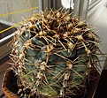 Нажмите на изображение для увеличения.

Название:	Gymnocalycium_andreae1.jpg
Просмотров:	225
Размер:	124.0 Кб
ID:	327999