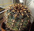 Нажмите на изображение для увеличения.

Название:	Gymnocalycium_andreae1.jpg
Просмотров:	197
Размер:	124.0 Кб
ID:	327999