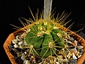 Нажмите на изображение для увеличения.

Название:	Gymnocalycium_chacoense_VoS260.jpg
Просмотров:	163
Размер:	103.6 Кб
ID:	328000