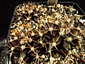 Нажмите на изображение для увеличения.

Название:	Gymnocalycium_friedrichii_cv_Violet.jpg
Просмотров:	204
Размер:	139.0 Кб
ID:	328001
