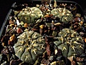 Нажмите на изображение для увеличения.

Название:	Gymnocalycium_asteriumriojense.jpg
Просмотров:	209
Размер:	131.4 Кб
ID:	328003